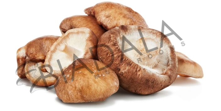 Shiitake Świeży Normalny 1,5 kg