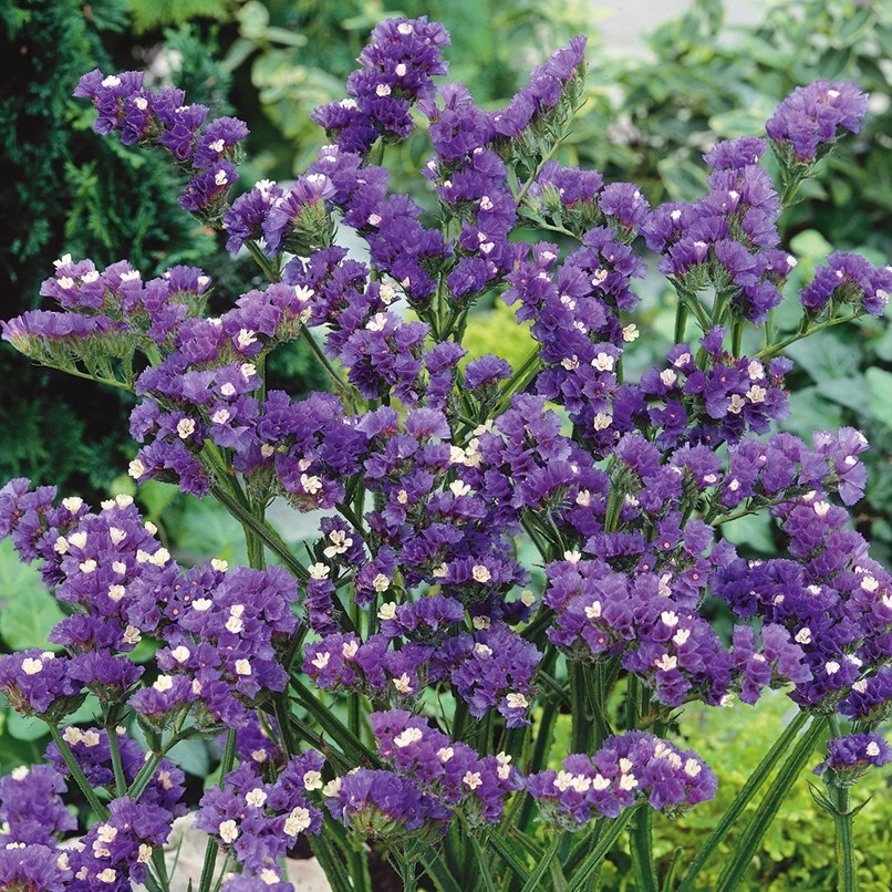 Zatrwian wrębny fioletowy-BARDZO TRWAŁY, DOSKONAŁY DO BUKIETÓW-Nasiona 2024