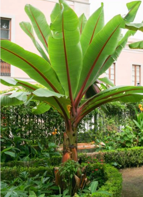 BANANOWIEC BANAN Ensete VENTRICOSUM 100 NASION XXL
