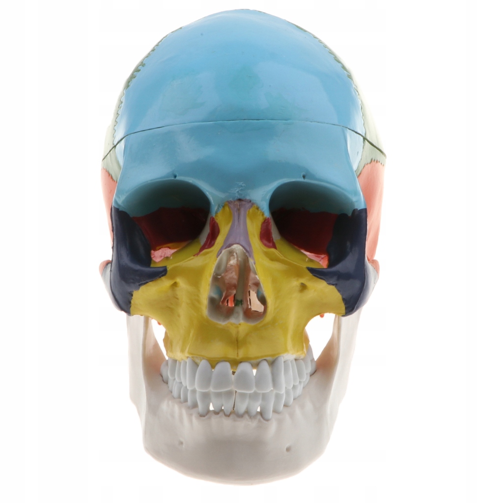 1 szkielet czaszki ludzkiej głowy z modelem