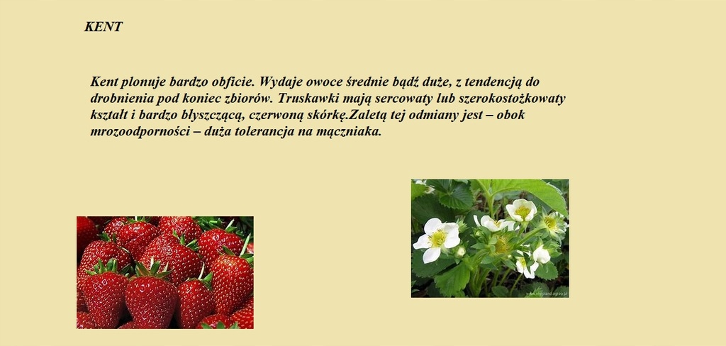 Клубника кент фото описание