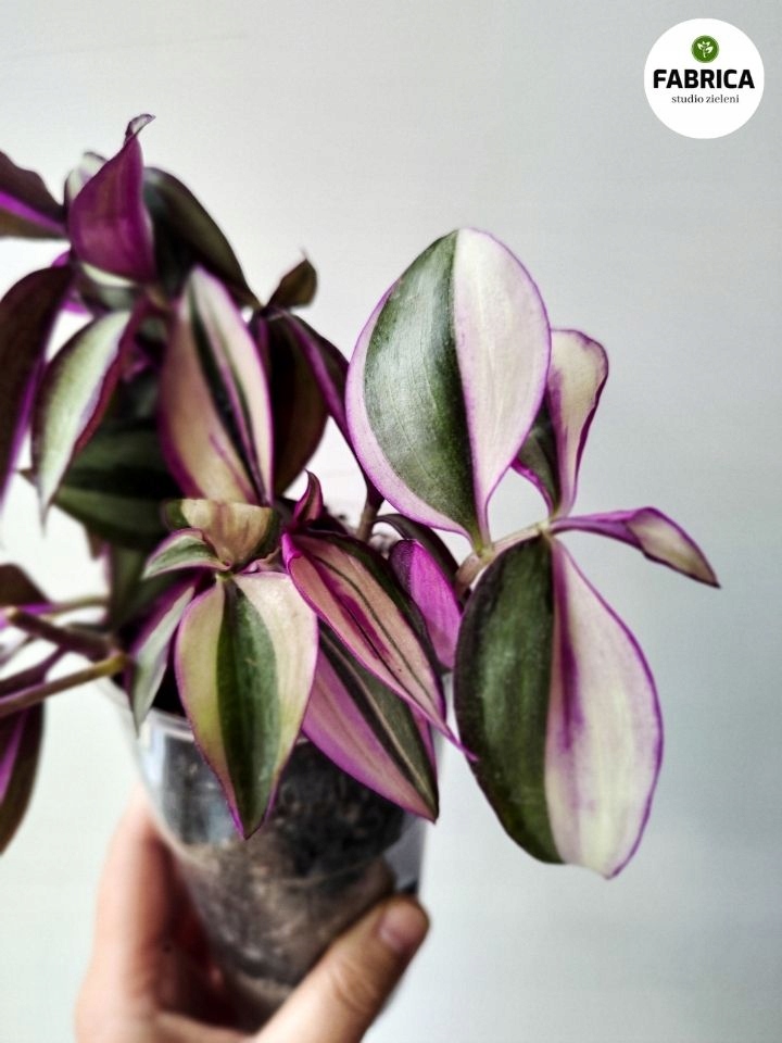 Tradescantia zebrina "Quadricolor" / Trzykrotka