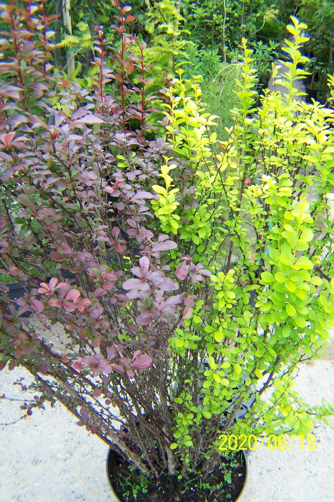 Berberys irga grab kalina jaśmin bez dereń magnolia żylistek azalia pieris