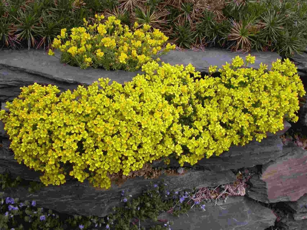 Głodek kaukaski - Draba brunnifolia