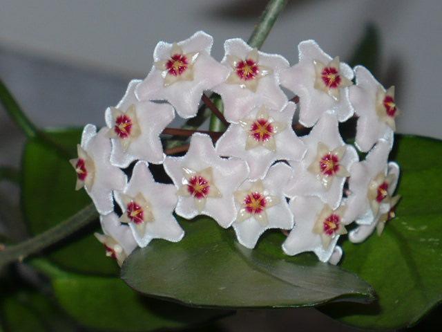 Hoya carnosa (hoja różowa)