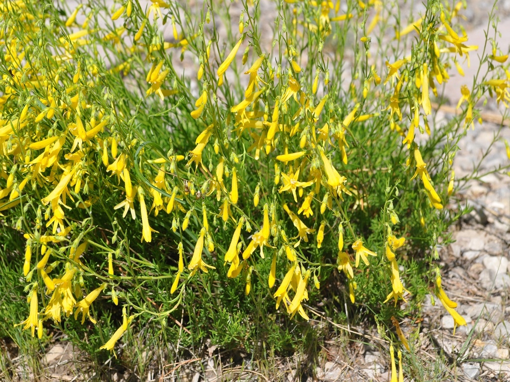 Penstemon 'Mersea Yellow'