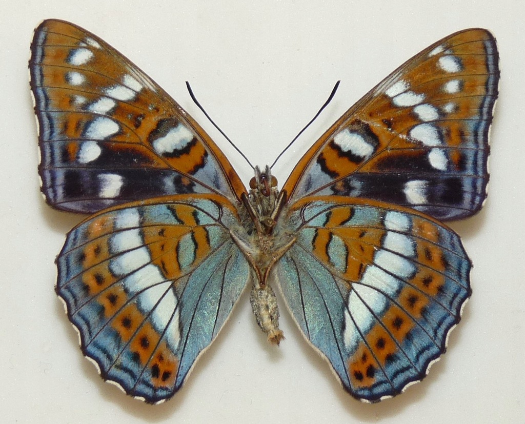 Moty Limenitis populi samiec 68mm strona brzuszna.