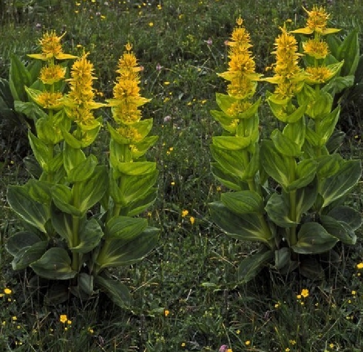 GORYCZKA ŻÓŁTA GENTIANA LUTEA RARYTAS 7700164785 oficjalne
