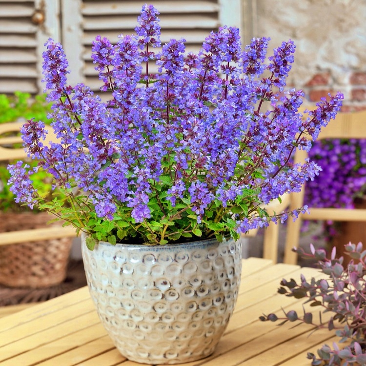 Kocimiętka NAJBARDZIEJ NIEBIESKA KARŁOWA ODMIANA