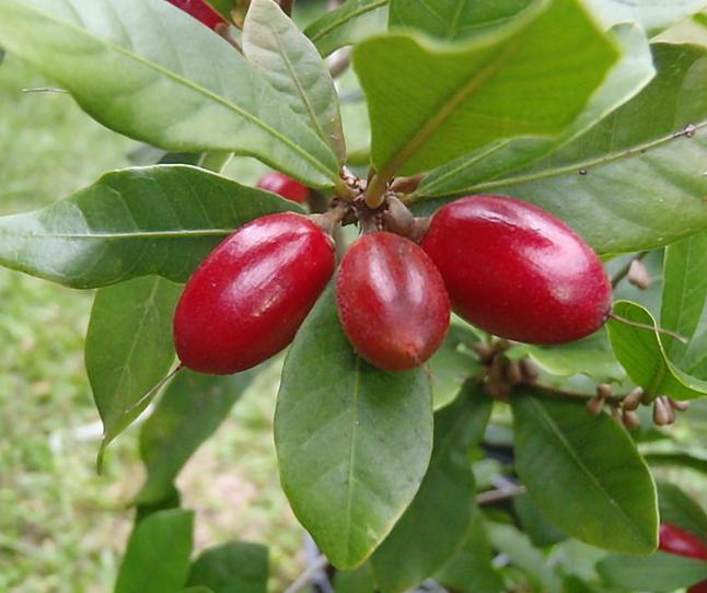 Synsepal słodki - Synsepalum dulcificum 1 SADZONKA