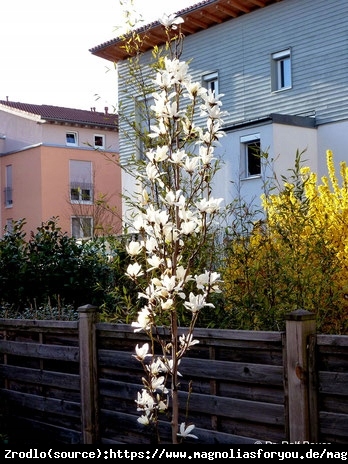 Magnolia japońska ISIS - KOLUMNOWY pokrój, WYSOKA
