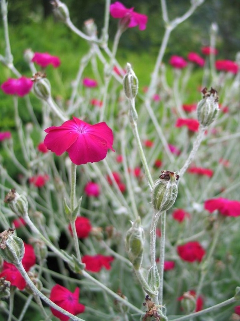 FIRLETKA OMSZONA ciemnoczerwona bylinowe rabaty ...