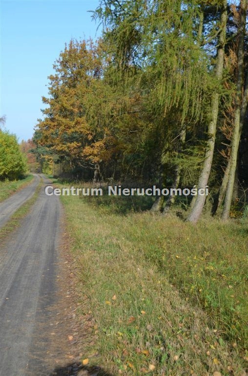 Działka, Kamostek, Sędziejowice (gm.), 9800 m²