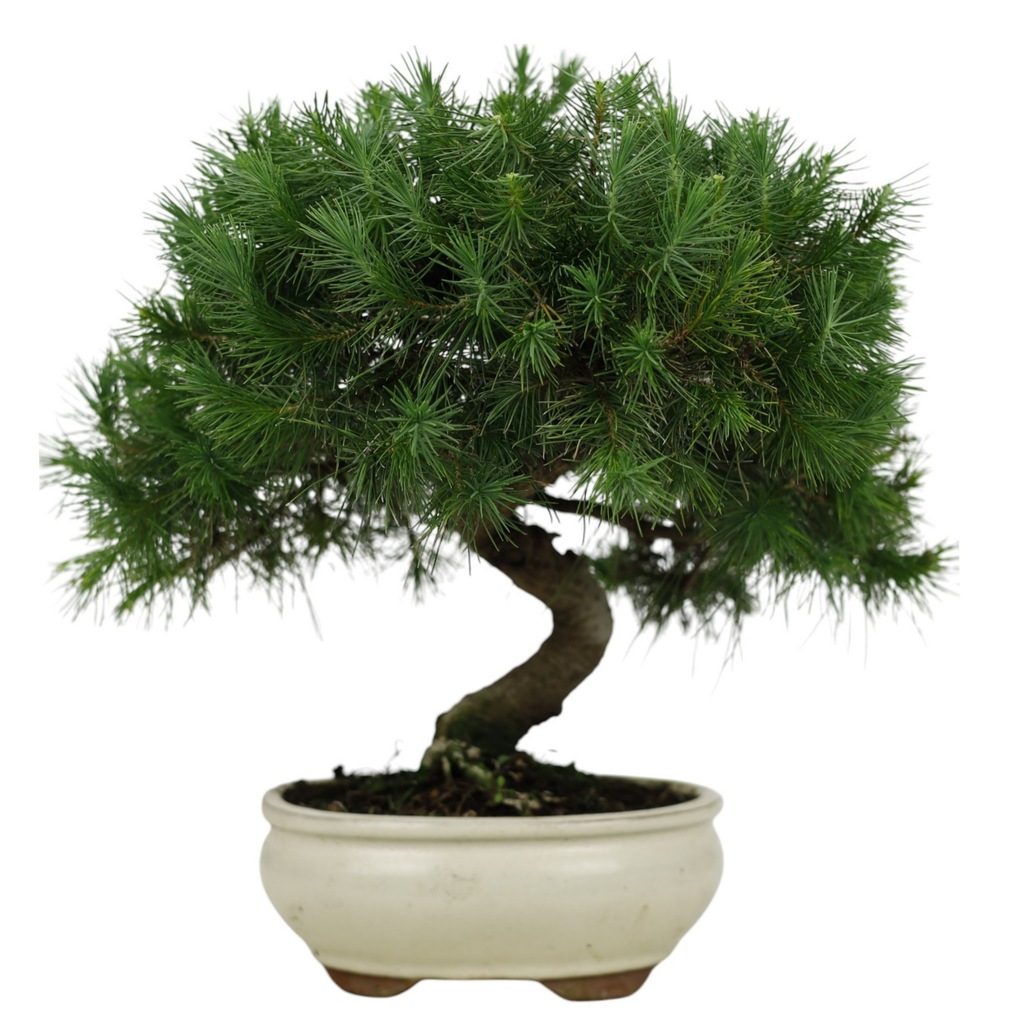 Żywe drzewko bonsai do wnętrz –Sosna Alepska – ok. 36 cm