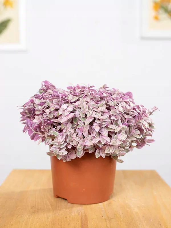 Callisia 'Pink Lady'