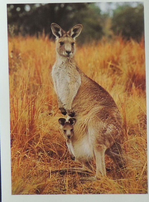 Wyślę kartkę z Australii -  Kangurzyca i Maleństwo