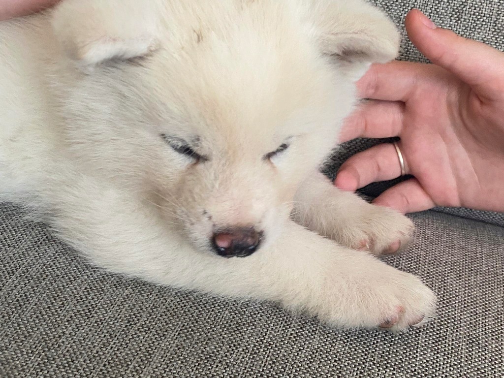 Szczeniak Akita Inu Biała Suka