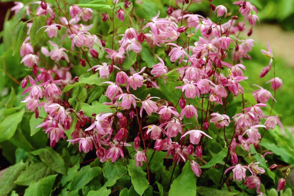 Epimedium youngianum Roseum.Epimedium young.+GRATI