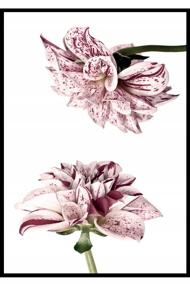 30X40 Plakat dalie różowe kwiaty wzór botaniczny