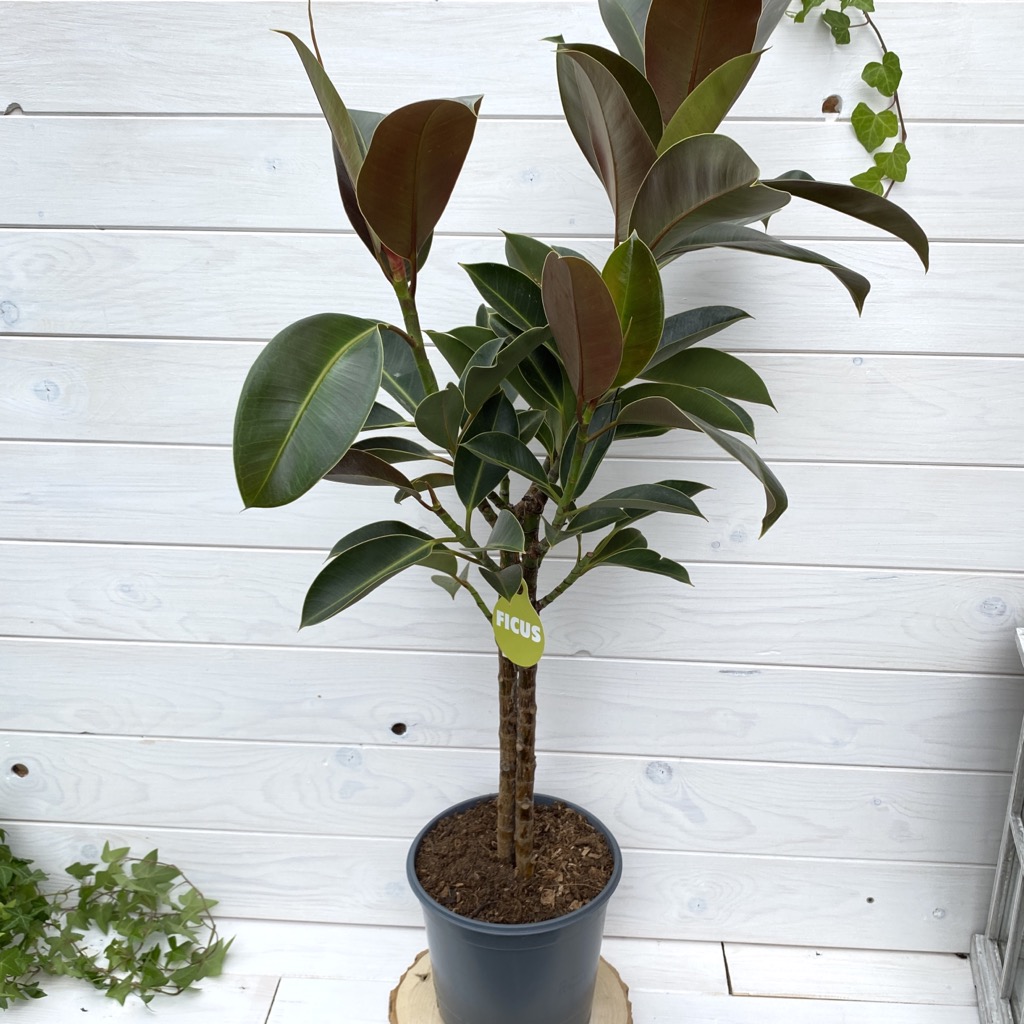 Ficus Elastica Melany Figowiec Sprężysty
