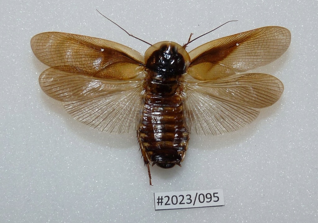 Blattodea ssp.