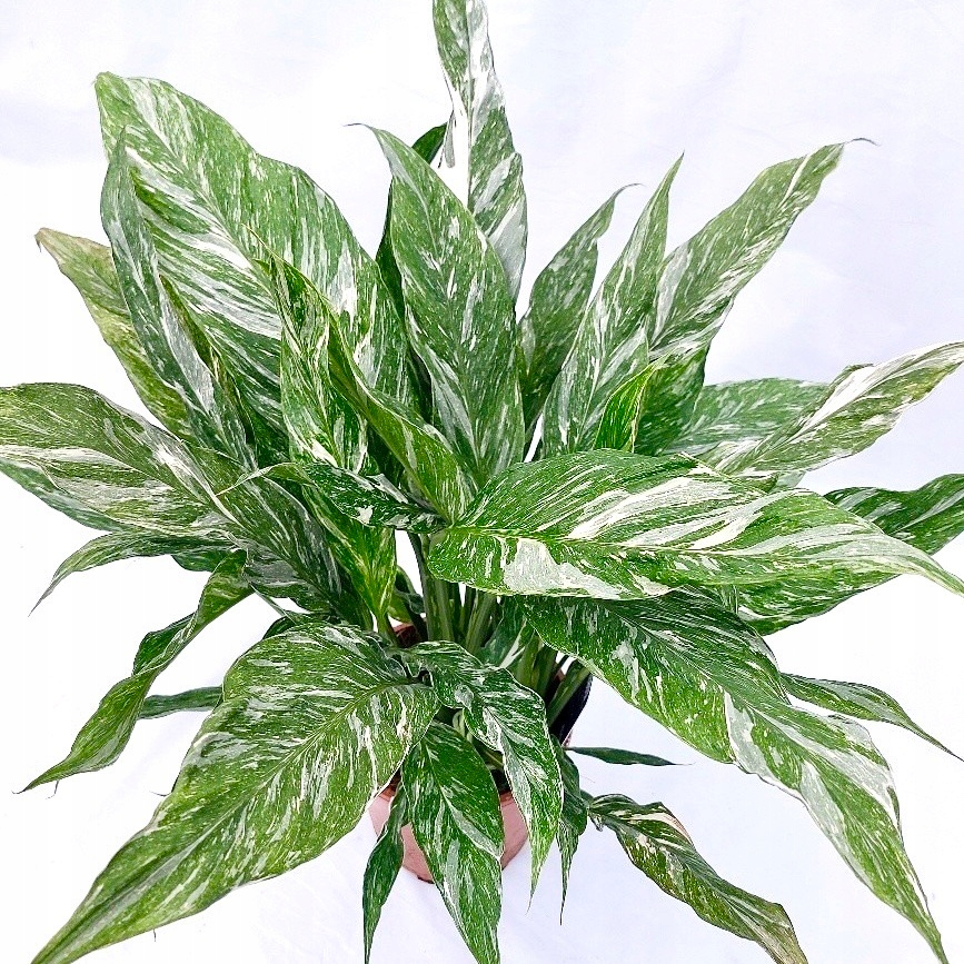 Kolekcjonerski skrzydłokwiat Diamond Variegata