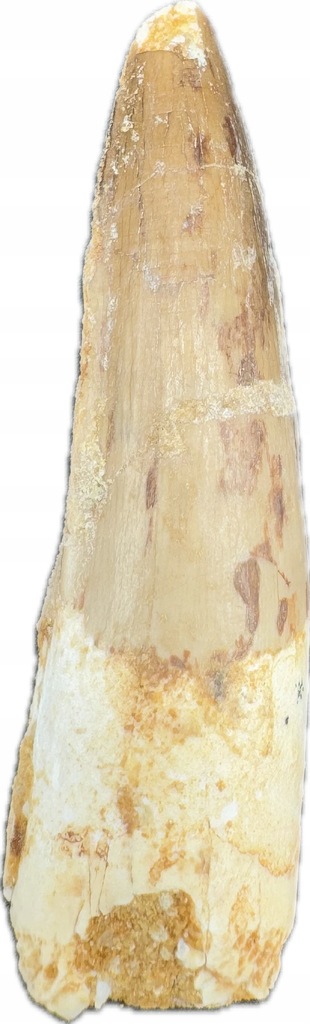 Spinozaur, Spinosaurus, ząb dinozaura, skamieniałośc (S6)