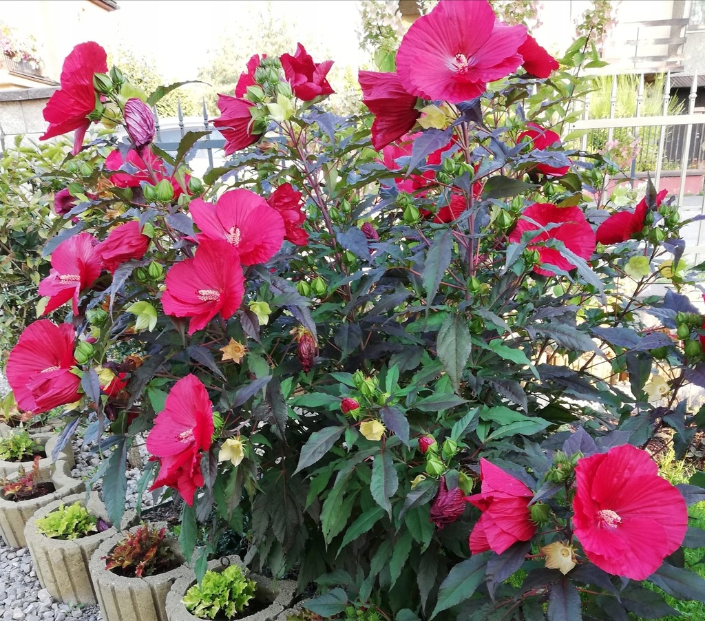 Hibiskus bagienny CZERWONY błotny