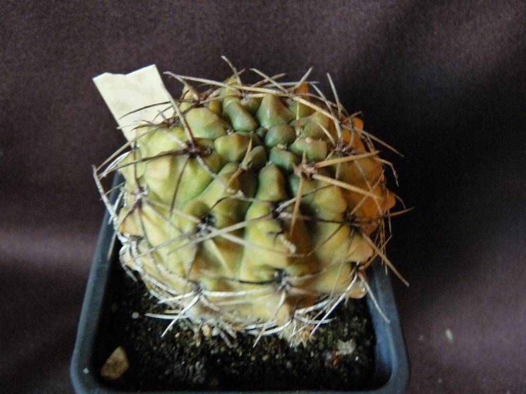 Kaktusy: Gymnocalycium uruguayense