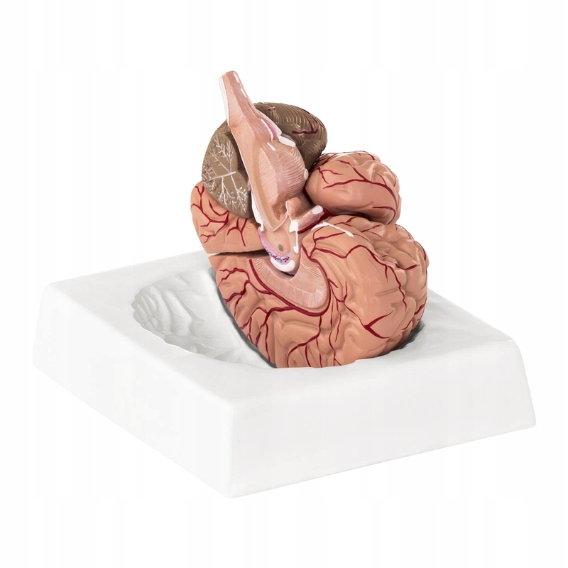 Model anatomiczny ludzkiego mózgu 9