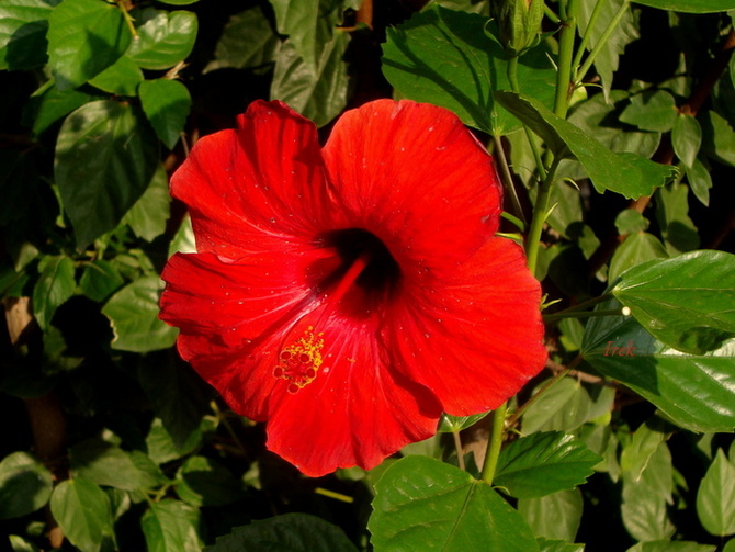 Hibiskus Hibiscus Czerwony Ketmia Syryjska 30-60cm