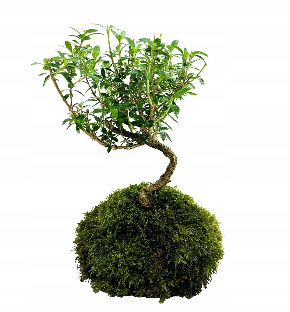 WIO BONSAI SERISSA PHOETIDA DRZEWKO ROŚLINA DO PALUDARIUM TERRARIUM
