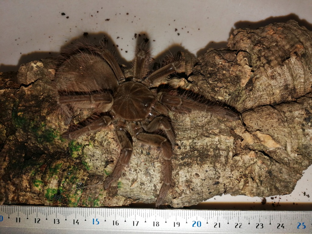 Theraphosa Blondi samiec 5-5,5 DC