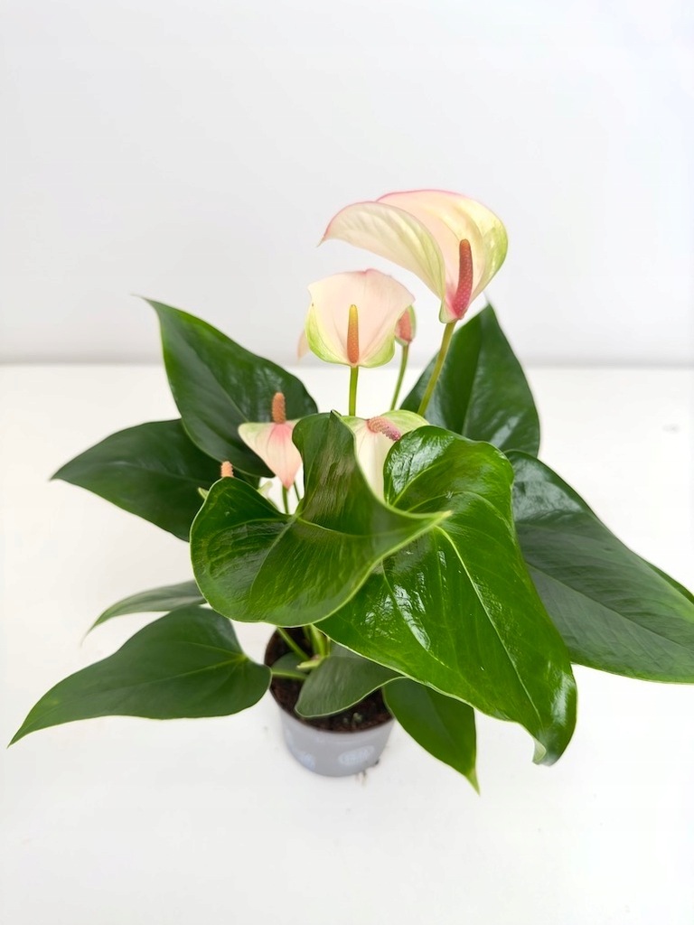 Anthurium Joli Pulse piękne kwiaty