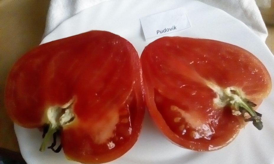 nasiona pomidora PUDOVIK