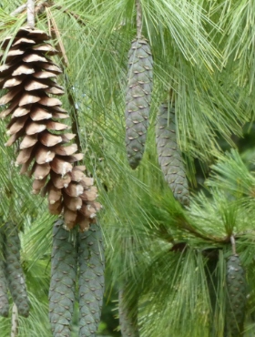 Sosna Wejmutka Długie Szyszki i Igły Sadzonka