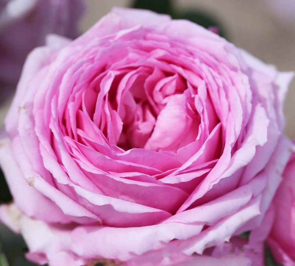 RÓŻA PARKOWA *GHITA RENAISSANCE* OBŁĘDNY ZAPACH