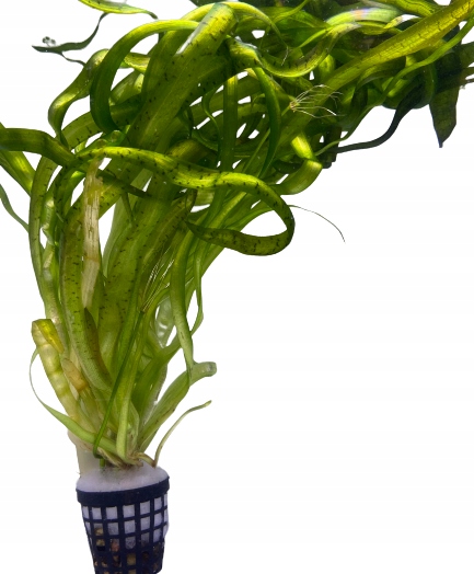 Купить Валлиснерия Змеиная Тайгеровая, растения для аквариума: отзывы ...