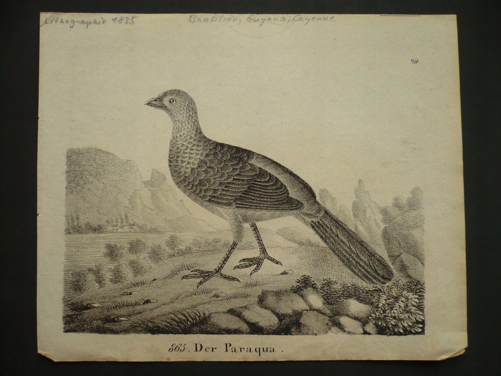 paraqua pstra, oryg. 1835