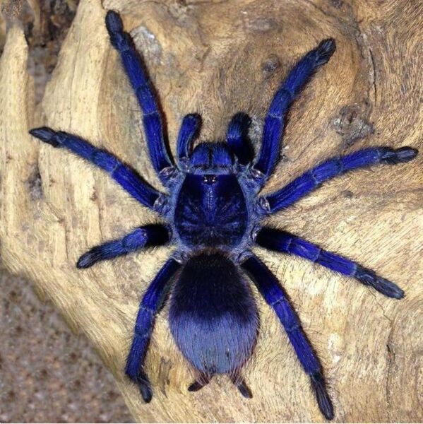 Pterinopelma sazimai L3 ptasznik