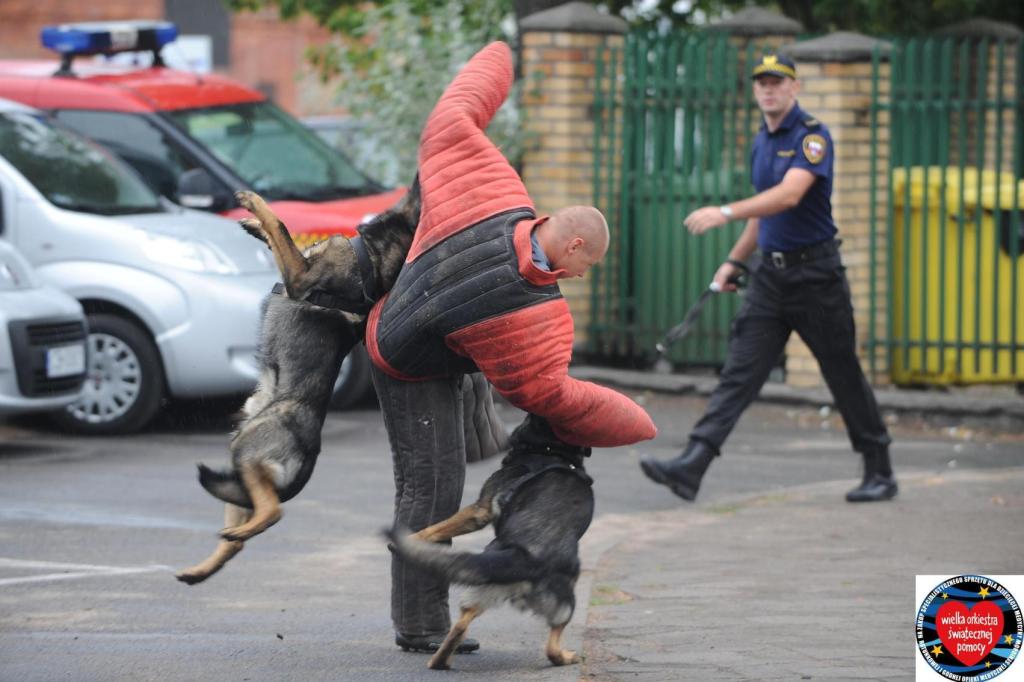 DZIEŃ Z PSAMI SŁUŻBOWYMI STRAŻY MIEJSKIEJ