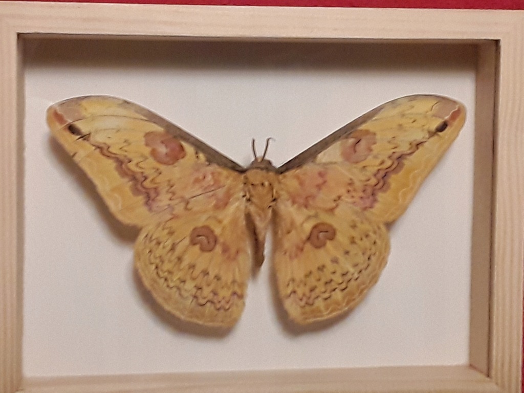 Motyl w ramce 16 x 12 cm . Loepa katinka 130 mm .