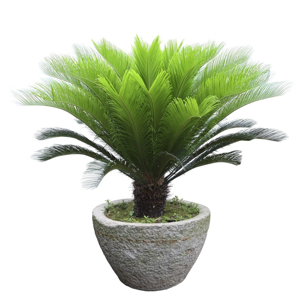 Palma sagowiec cykas Cycas Revoluta