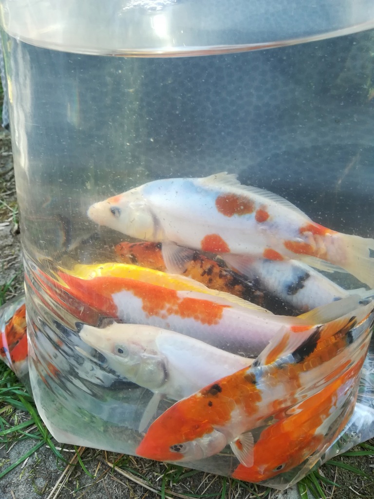 Karp koi ( do 15 cm)