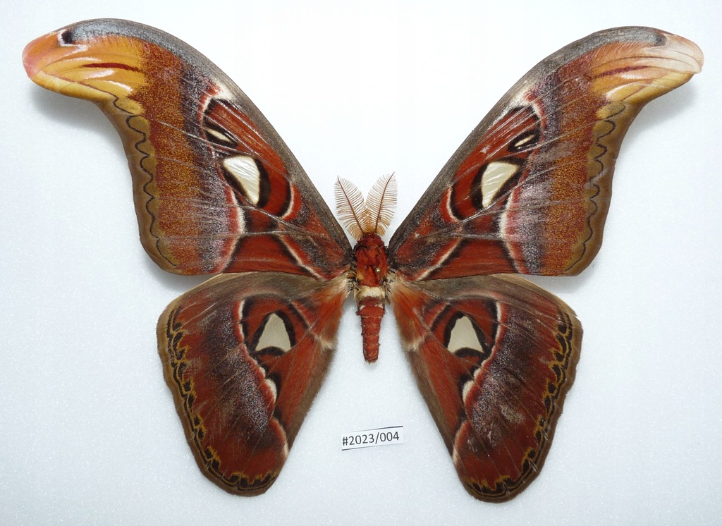 Motyl Attacus atlas 183mm samiec ŁADNY STAN .