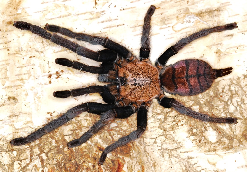 Arent - Chilobrachys fimbriatus L6/7 + GRATIS