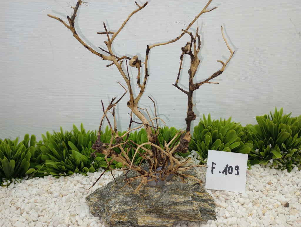 KORZEŃ DRIFT BRANCH BONSAI 12x20x10