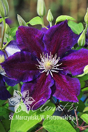 Clematis 'Julka'