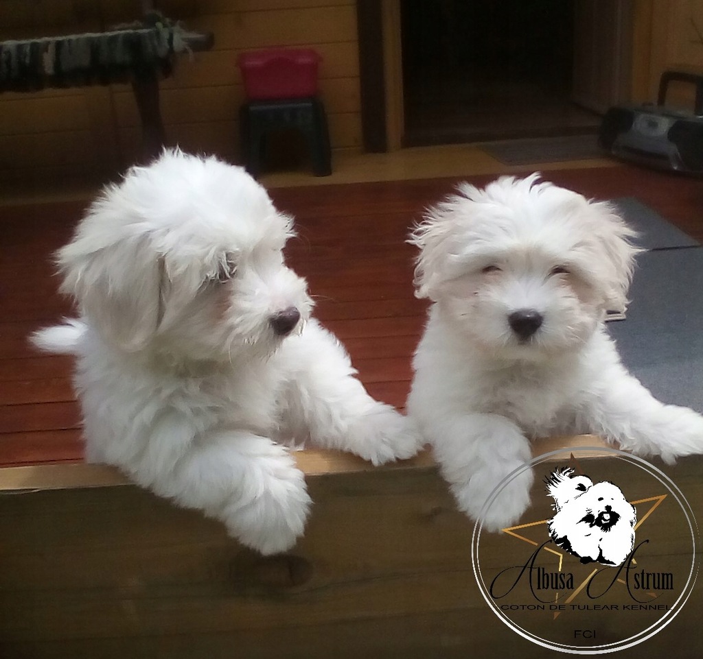 Coton de Tulear