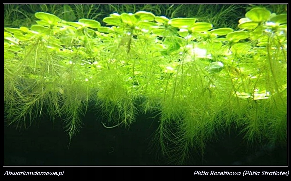 плавающая водоросль. плавающая водоросль. лимнобиум пистия. риччия плавающая. риччия, пистия растения.